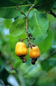 Image result for Anacardium occidentale