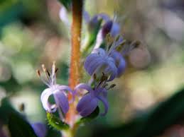 Image result for Otiophora