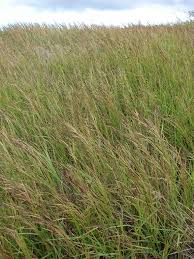Image result for Heteropogon contortus