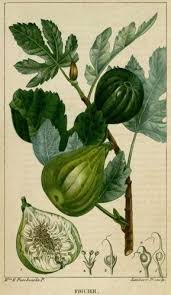 Fig Tree 1820 Chaumeton Turpin Dessins Botaniques Illustration Botanique Dessin Botanique