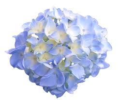 Transparent Flowers Light Blue Hydrangea X Transparent Flowers Blue Hydrangea Light Blue Flowers