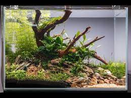 Aquariums are a lovely addition to any space, creating a lively focal point and a source of color and entertainment. Non Co2 Aquascape Tutorial How To Set Up An Easy Low Energy Aquascape Youtube