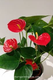 General common names include anthurium, tailflower, flamingo flower, and laceleaf. 7 Ways To Make Your Anthurium Bloom If Your Flamingo Flower Isn T Blooming Try These 7 Tips To Fix Your Plan Anthurium Plant Flamingo Flower House Plant Care