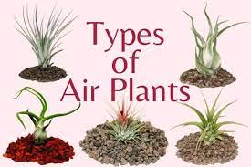 5 types of air plants. Air Plant Identification List Of Tillandsia Lower Classifications Succulent Alley