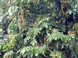 Image result for Fernandoa