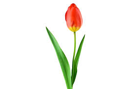Tulipan Czerwony Roślin - Darmowe zdjęcie na Pixabay