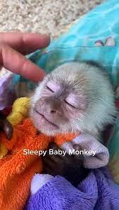 Watch this cute capuchin monkey wash himself with his new dove baby soap. Baby Capuchin Monkey Needs A Nap Video Dailymotion