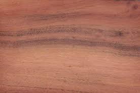 Image result for Burkea africana