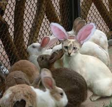 Spot The Imposter Easter Cat Funny Animal Pictures Cute Animals Funny Animals
