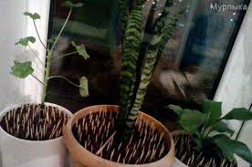 Картинки по запросу кот роет землю в горшках