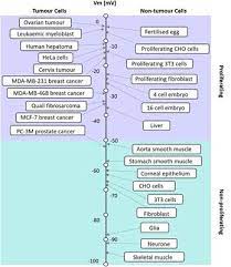 Maybe you would like to learn more about one of these? Frontiers Emerging Roles Of The Membrane Potential Action Beyond The Action Potential Physiology
