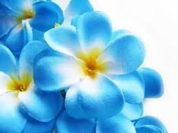 12 Blue Hawaiian Plumeria Frangipani Silk Flower Heads 3 Artificial Flowers Head Fabr Artificial Silk Flowers Plumeria Flowers Floral Supplies Wholesale