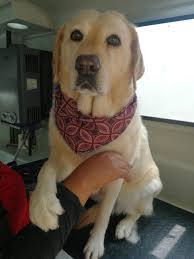 Best Dog Groomers in Town Book your next dog grooming session with Ultimate  Pet Care Locations Serengeti Golf Estate Glen Marais Kempton Park Benoni  Boksburg Potch Klerksdorp Silverlakes Woodhill Lynnwood Waterkloof Irene