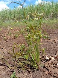 Image result for Cyperus sp.no.6
