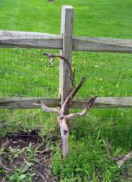 Image result for grape pruning