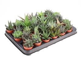 Image result for Haworthia mix