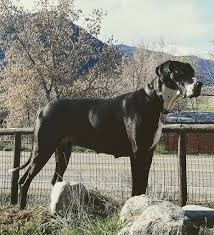 Below is a sample search of our great dane breeders with puppies for sale. Rose Great Danes Puppies Harlequin Black Mantle Merle