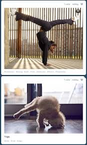 My New Favorite Martial Art Catpoeira Cat Capoeira Martial Arts Capoeira Art Capoeira