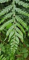 Image result for Cyathea mossambicensis