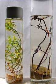 The ecosphere only needs indirect light and comfortable room temperature (between 60f and 80f. Self Contained Ecosystems In A Bottle Perfect For A Hand On Science Lab Cool Diy Projects Old Glass Bottles Crafts