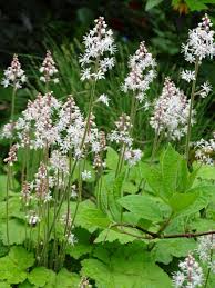 Baumscheiben und trocken schattige geholzbereiche neue. Weitere Bilder Zu Fruhbluhende Stauden Beleben Beet Und Terrasse Auch Im Schatten Das Grune Medienhaus