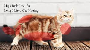 Your domestic long hair will require being brushed at least once a week to get rid of loose hair and keep mats and hairballs from forming. How Do Cats Get Matted Cat Naps Cattery