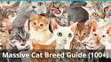 Cat Breed Info | List of Cat Breeds | Types of Cat Breeds ...