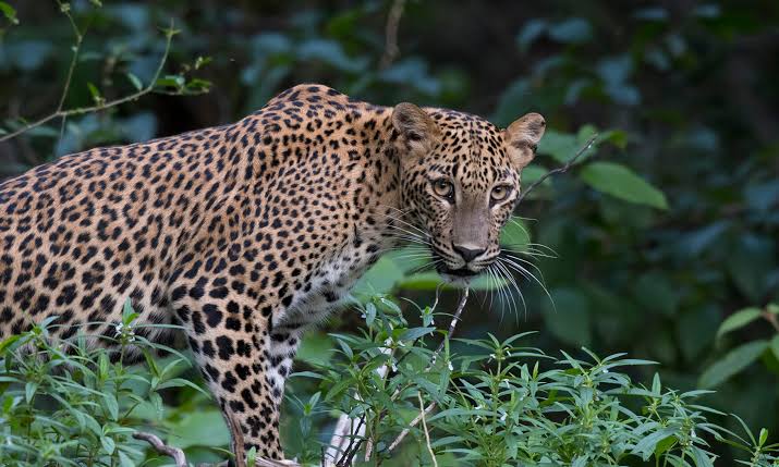 Leopard resting in a natural wildlife habitat