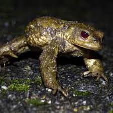 Mustika Khodam Katak Liar Katak