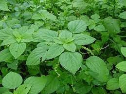 Image result for Adenostemma viscosum