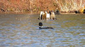 Sunnylea resort noktasına 0,8 km mesafede. Lone Pine Cottages Home Facebook