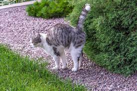 We give helpful tips to keep unwelcome cats out of your garden using natural repellents including smells the tips in this brochure will help you coexist with community cats. 8 Best Plants To Deter Cats From Your Garden Horticulture