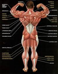 Muscle anatomy quiz for anatomy and physiology! Muscular Anatomy And Physiology 2 Human Body Anatomy Body Muscle Anatomy Human Anatomy And Physiology