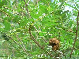 Image result for Cordyla