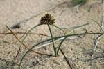Image result for Cyperus chersinus