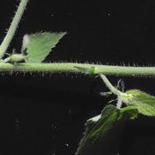 Image result for Tragia okanyua