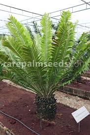 Image result for Cyathula natalensis