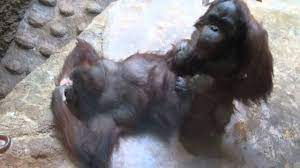 18禁，或由大人陪同觀賞) 動物本性猩猩(No 18, or accompanied by an adult to watch) Animal  Nature Orangutan - YouTube