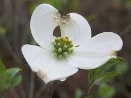 Dogwood trees are stunning flowering trees that produce small white, purple, pink, or red flowers. Plant Portrait Flowering Dogwood Cornus Florida Youtube