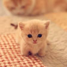 Free kittens are you looking for free kittens near you to adopt, and give a home to your kitten. Cute Kittens Free Stories Online Create Books For Kids Storyjumper