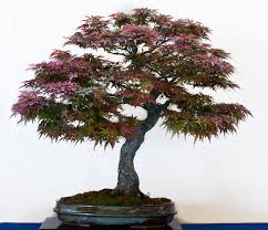 Alternativ geht auch tks torfkultursubstrat als zuschlagstoff mit fibotherm.mi. Die Zehn Besten Outdoor Bonsai Fur Einsteiger