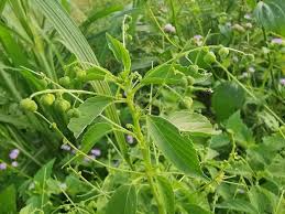 Image result for Micrococca