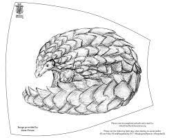 Learn all about the fibonacci sequence in nature. Pangolin Awareness Art Campaign Pangolin Awareness Campaign And Art By Carter And Olivia Ries Medium