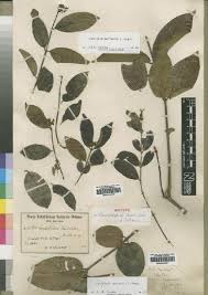 Image result for Landolphia owariensis