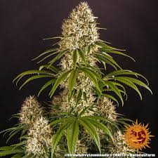 Check spelling or type a new query. Strawberry Lemonade Barneys Farm Cannabis Samen