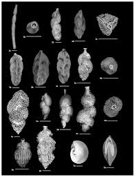 Image result for Nile Green 1951 Plymouth