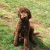 Beautiful 8 weeks old red standard poodle puppies for sale. 1