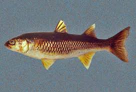 Image result for Elatostema monticola