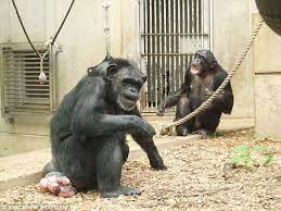 Meet Kanako The 24 Year Old Chimp With Down Syndrome Daily Mail Online