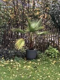 Kann Diese Palme Einfach Draussen Bleiben Palmenarten Pflanzen Palmen